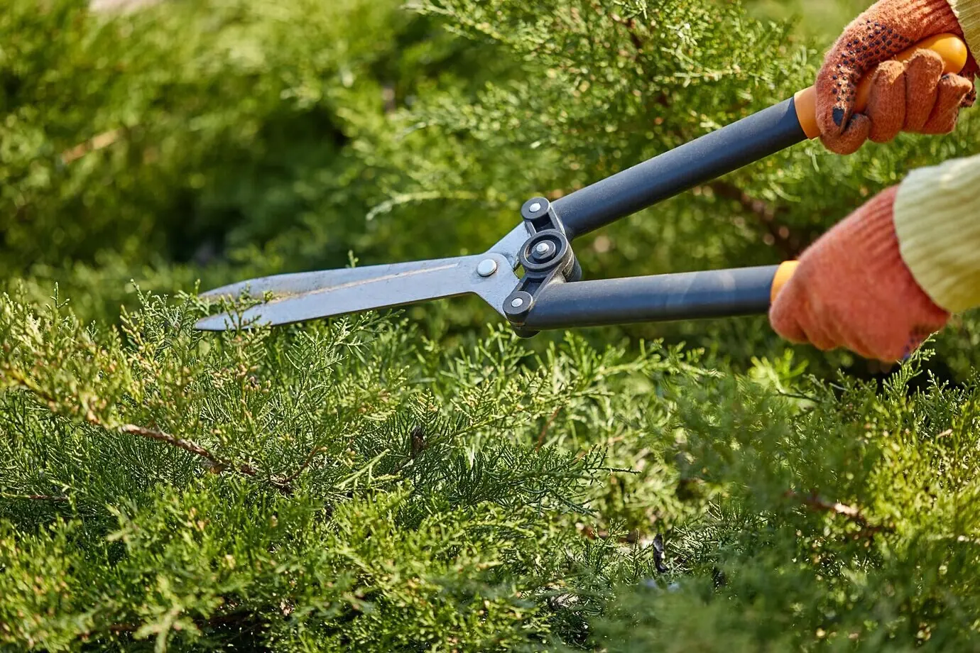 Close-up of a gardener’s hands in orange gloves using hedge shears to trim an overgrown green shrub in a sunny backyard; a worker landscaping the garden.
