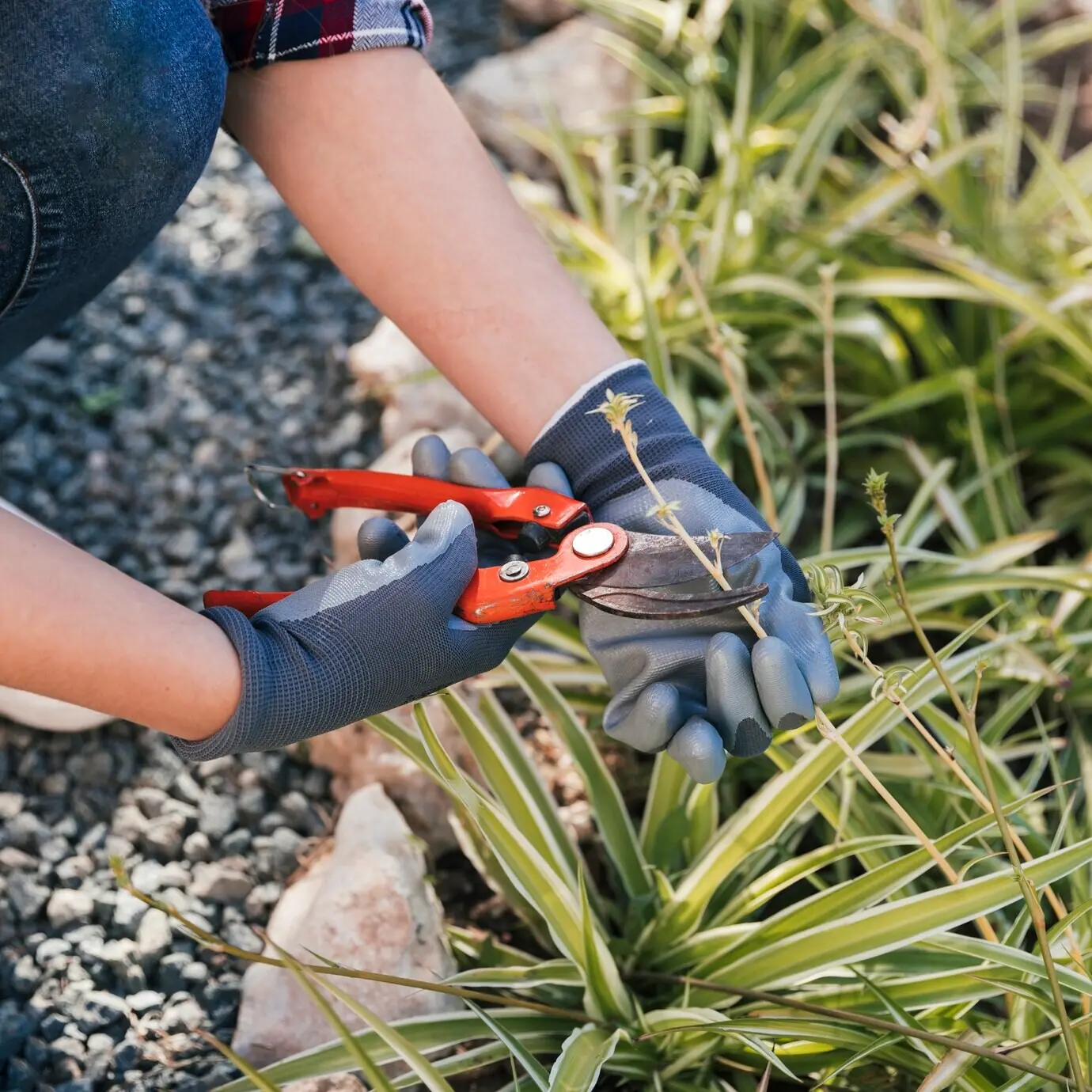 Close-up view of a female gardener pruning the plants in the garden.