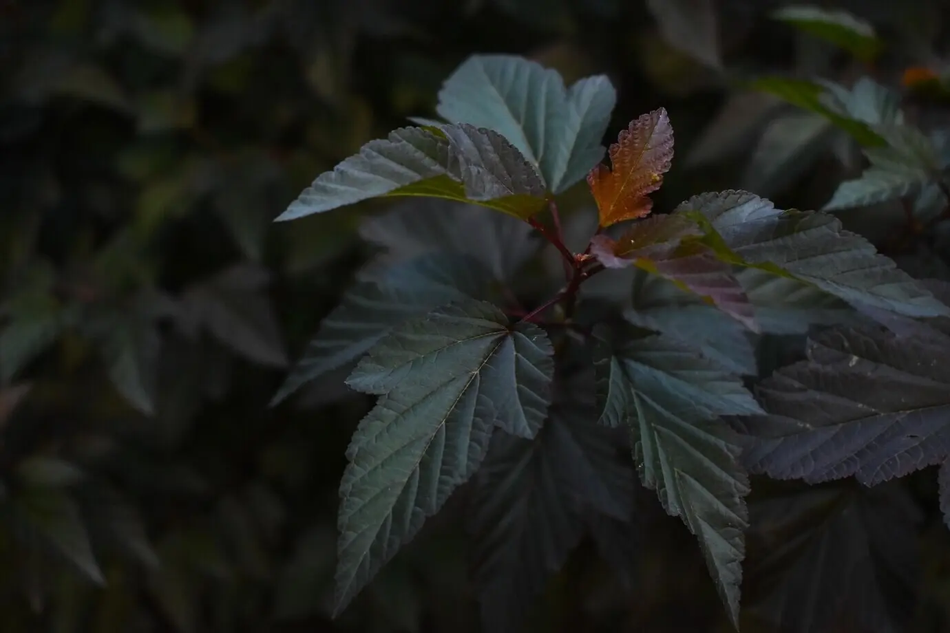 High-angle view of dark green leaves on a bush