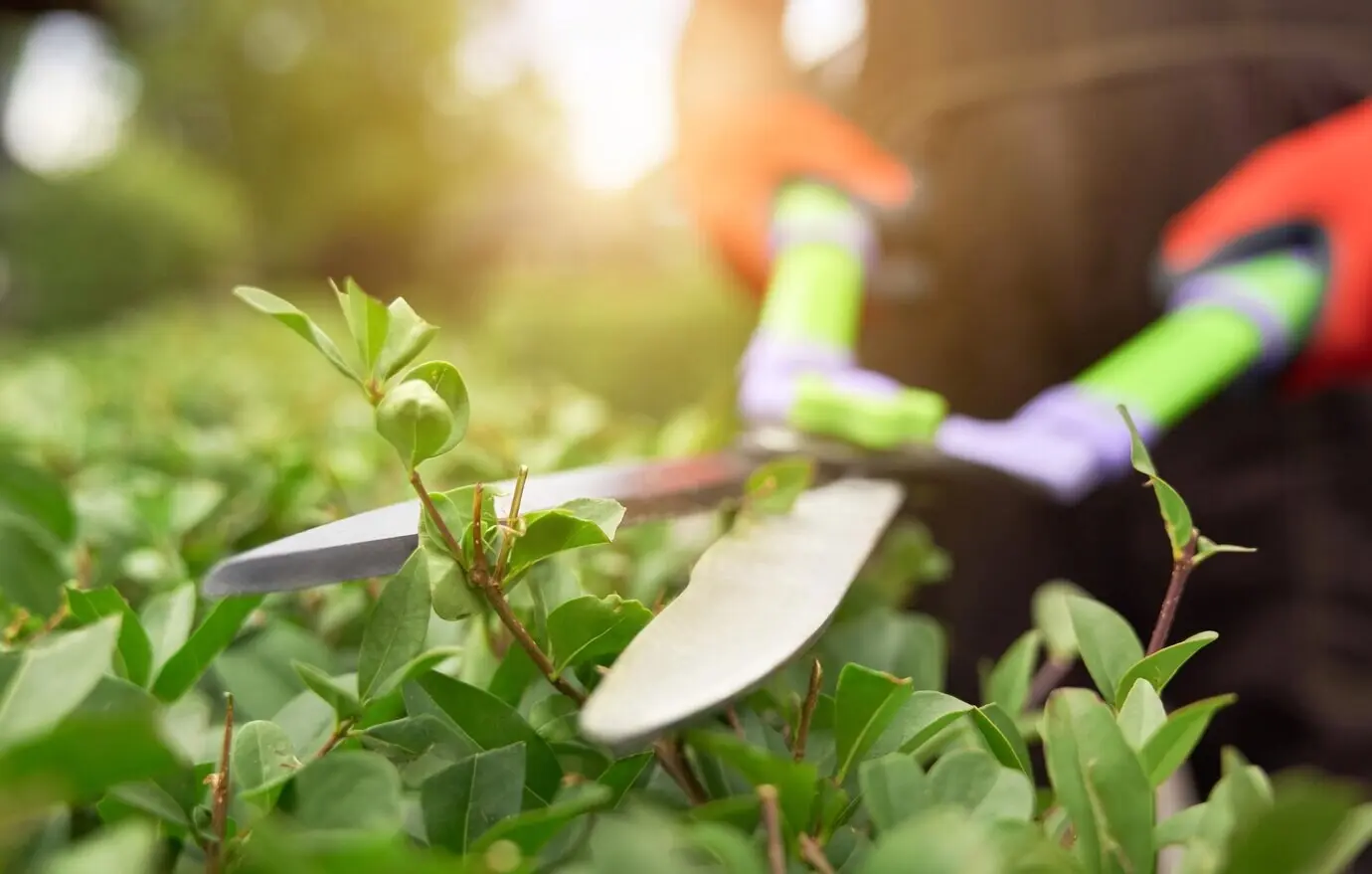 A man's hands cutting bushes with large scissors.