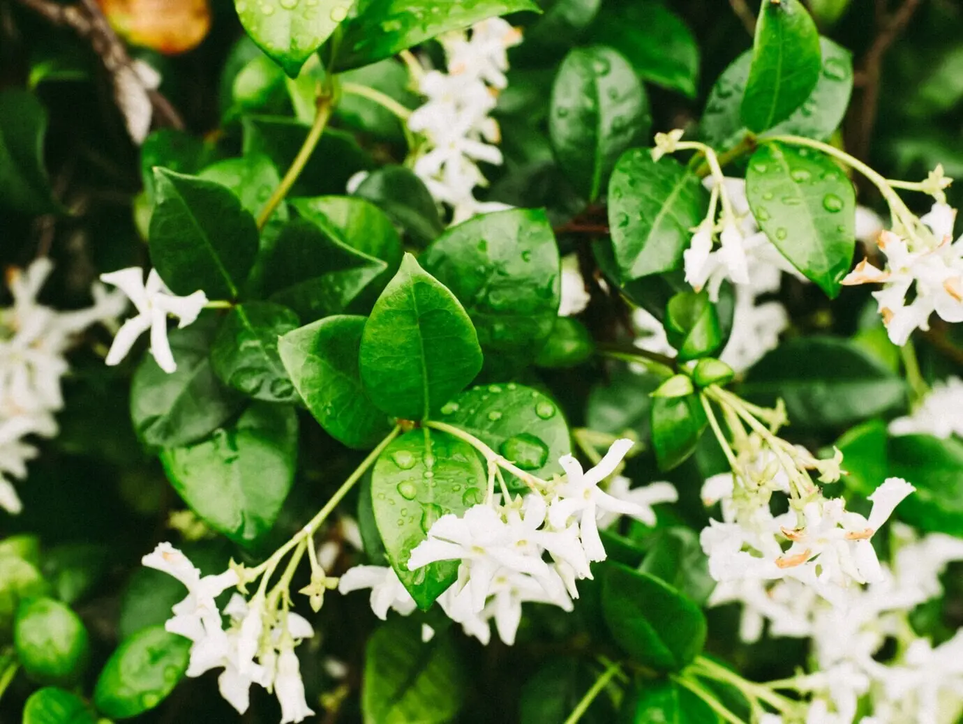 An extreme close-up shot of water droplets on the leaves of a jasmine flower.